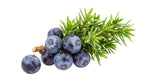 Juniper Berry