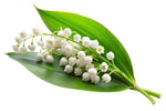 Lily of the Valley