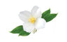 White Musk
